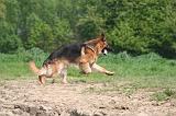 BERGER ALLEMAND 1431